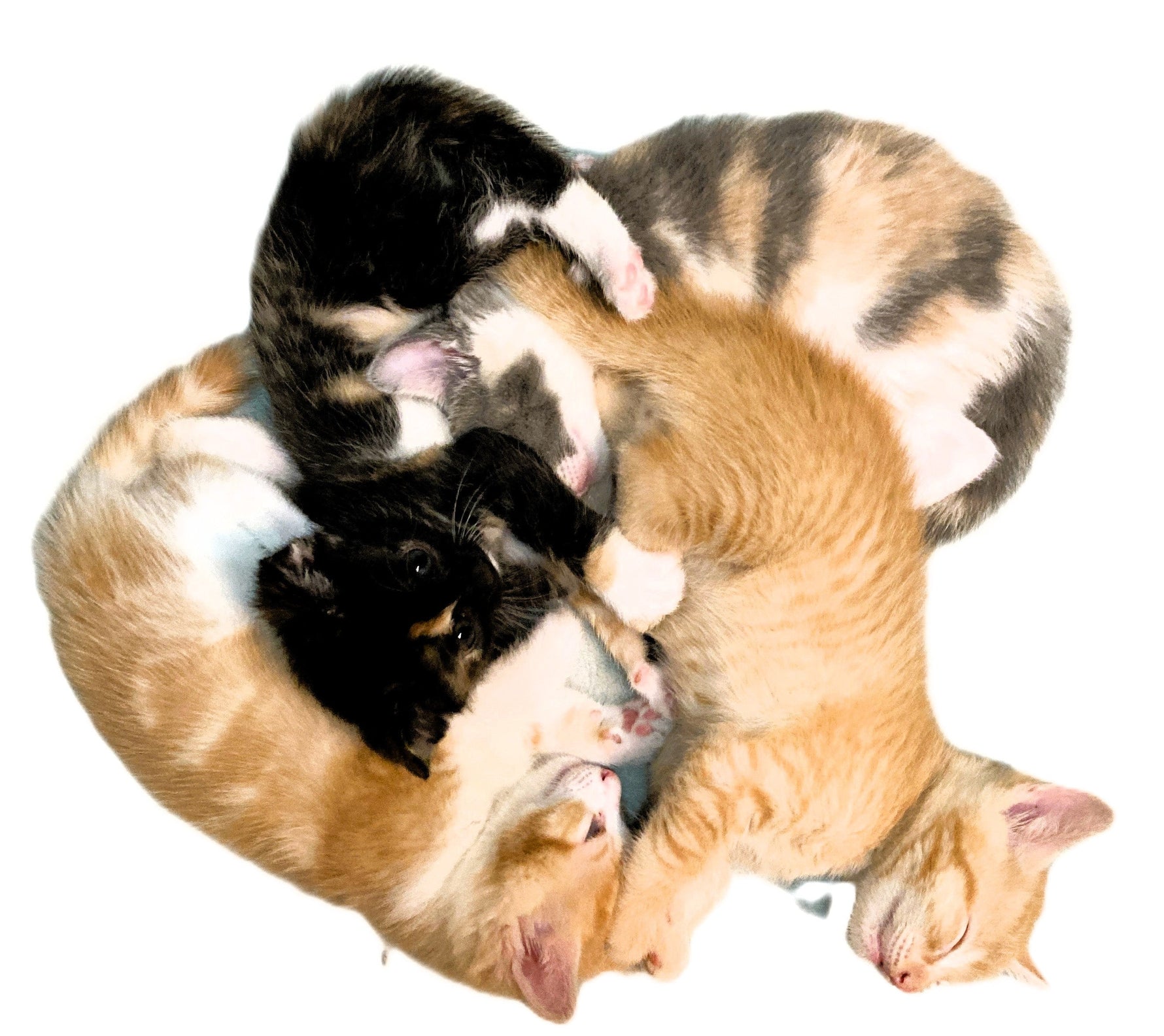 Kitten Season is typically spring through early fall.